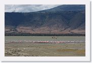 07IntoNgorongoro - 093 * Lesser Flamingos on the northwestern shore of Lake Magadi.